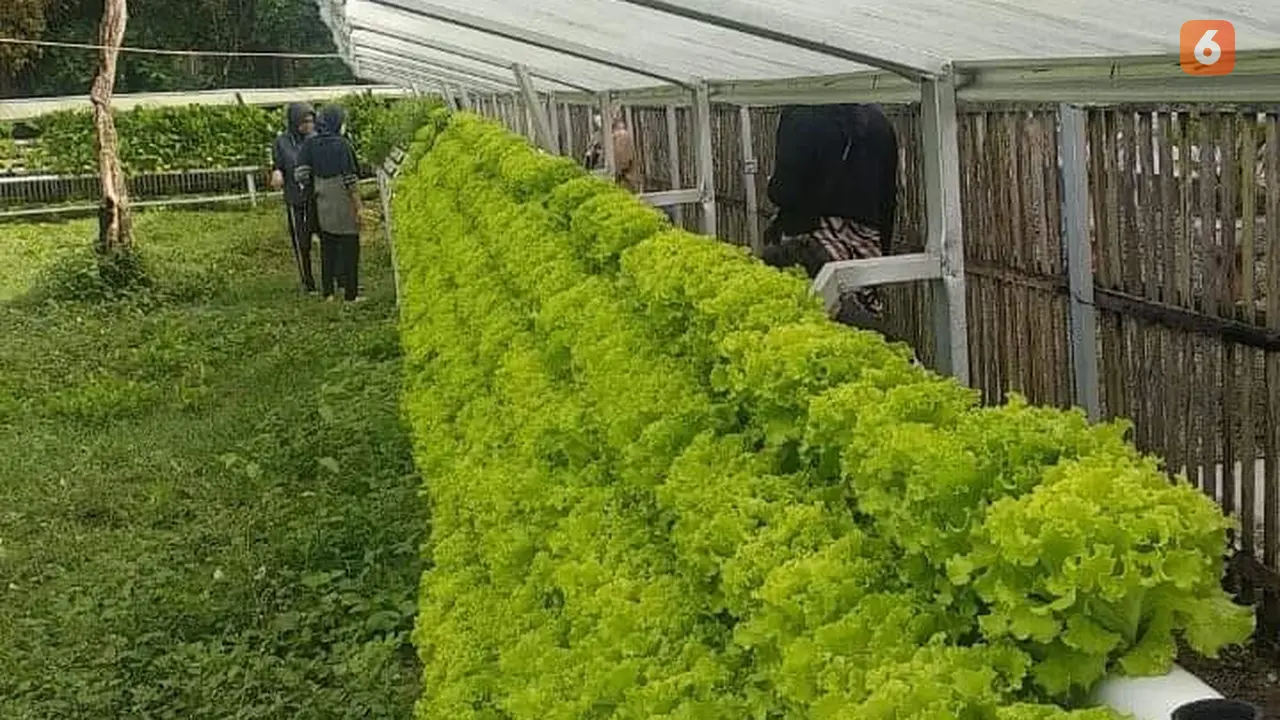 Kebun KWT Desa Ulanata