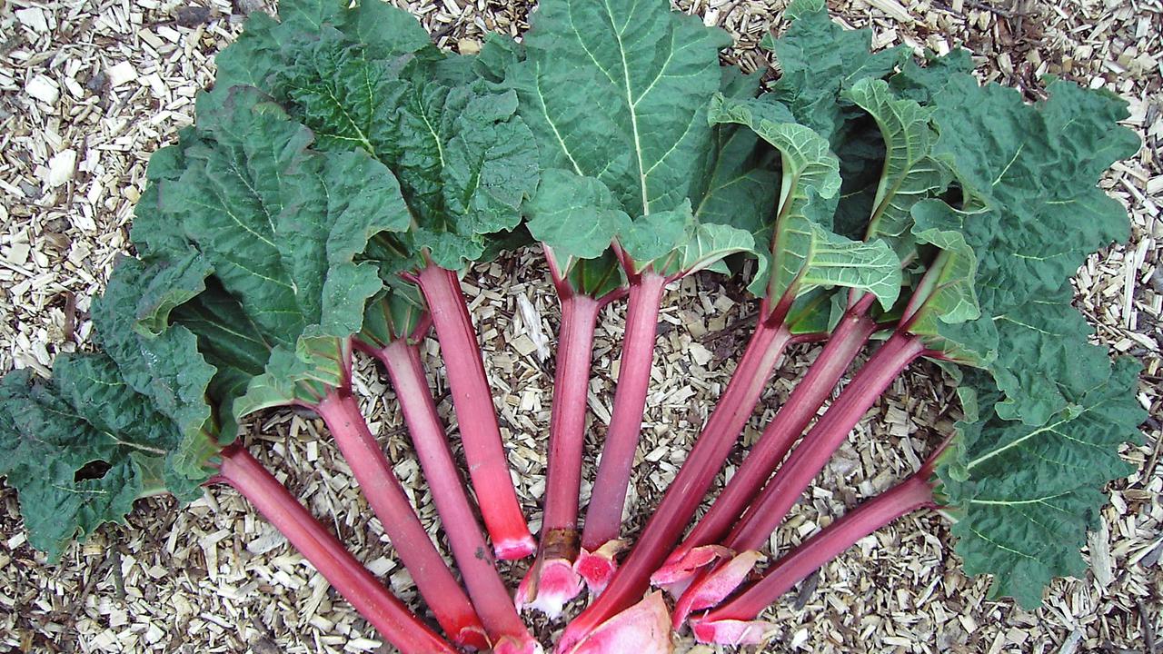 Rhubarb
