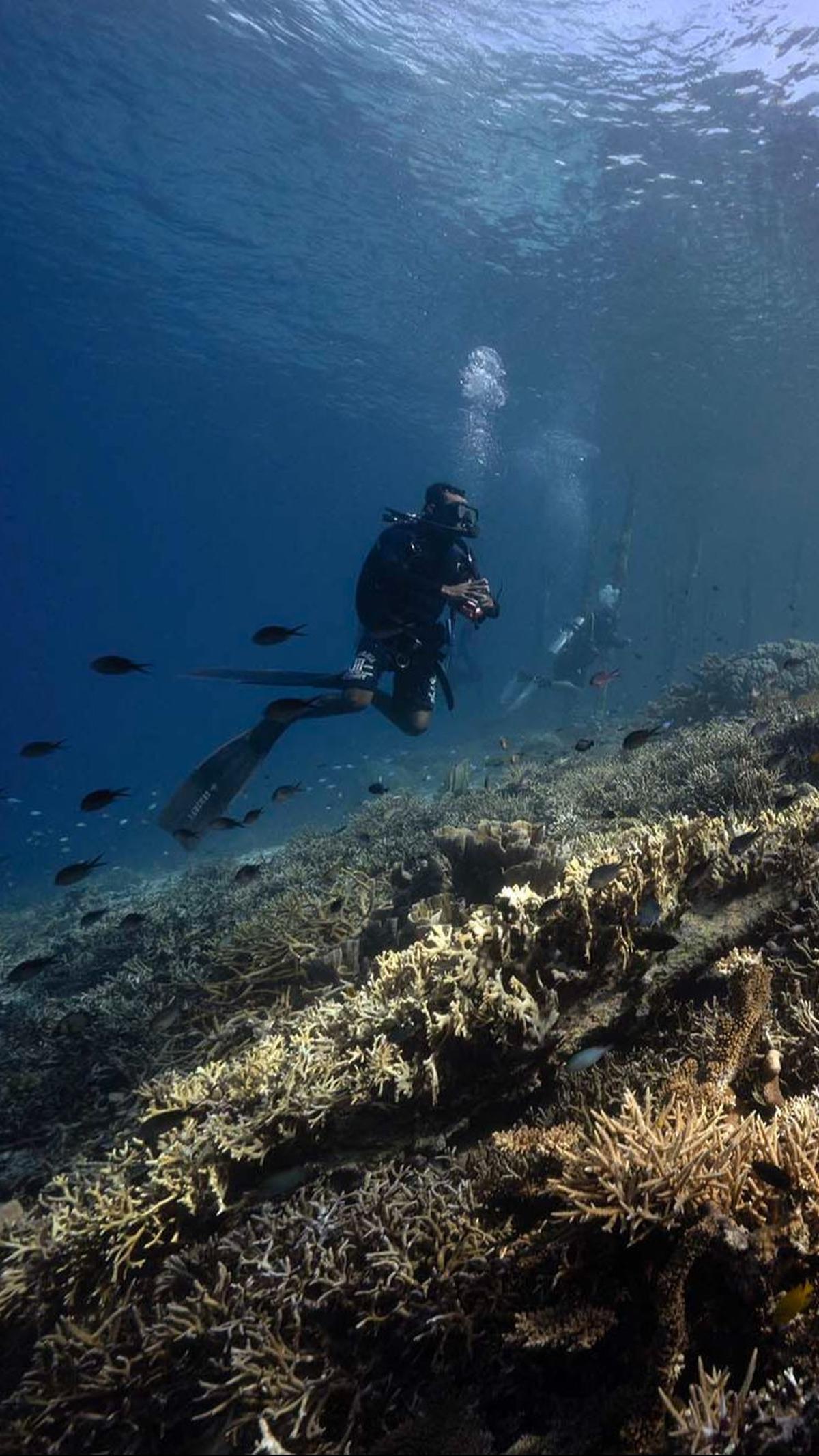 Para penyelam juga bisa menemui ragam jenis biota laut yang unik seperti kuda laut kerdil (pygmy seahorse), ikan kelelawar, hingga dugong. Lillian Suwanrumpha / AFP