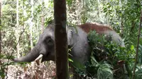 Gajah Kalimantan berukuran lebih kecil dibanding gajah lain, itulah penyebab gadingnya terus diburu. (foto: Liputan6.com/WWF/abdul jalil)