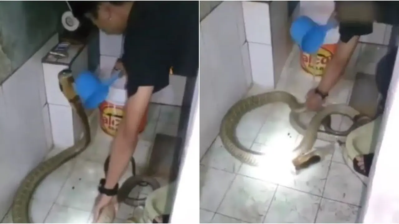 Ngeri, Aksi Nekat Pria Mandikan Ular Kobra Besar di Toilet Ini Bikin Was-Was