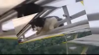 "Kucing Terbang" Kagetkan Pilot Saat Mengudara