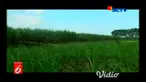 Kepolisian Resor Malang, Jawa Timur, tidak menahan pelaku penusukan yang menyebabkan korban tewas, di lahan tebu, beberapa hari lalu.