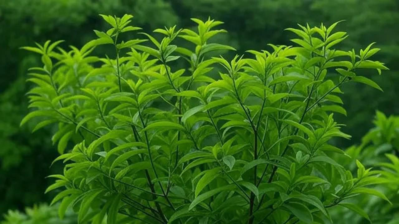 Ketahui Manfaat Daun Kersen untuk Menurunkan Kadar Kolesterol, Gula Darah, dan Asam Urat yang Kita Alami