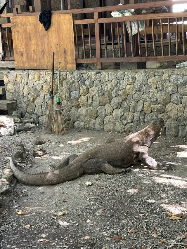 Fakta Unik Komodo