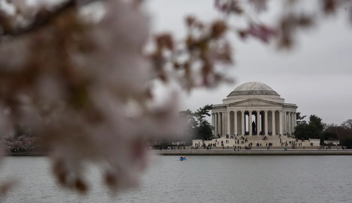 Warga saat berada di The Jefferson Memorial saat musim semi bunga sakura di Washington DC, AS (26/3). Selain Jepang, Washington memiliki kebun bunga sakura yang bersemi akhir Maret hingga Juni. (AFP Photo / Zach Gibson)