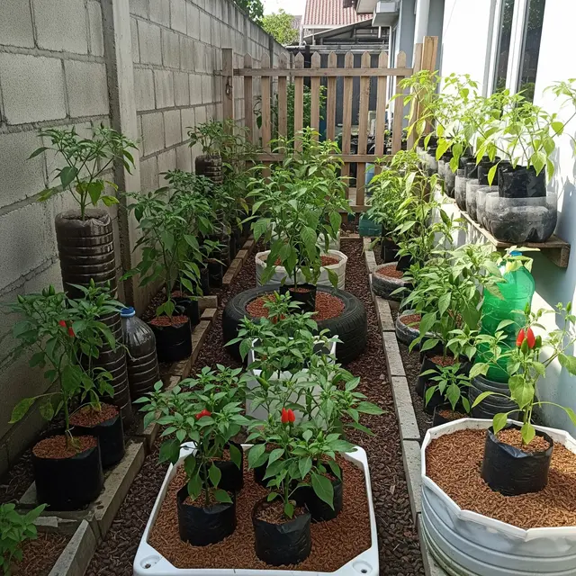 Kebun Cabai Mini di Halaman Sempit Rumah Subsidi (Image by Gemini AI)