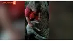 Bak dokter hewan, gadis ini tak canggung menghadapi suasana menegangkan persalinan hewan.