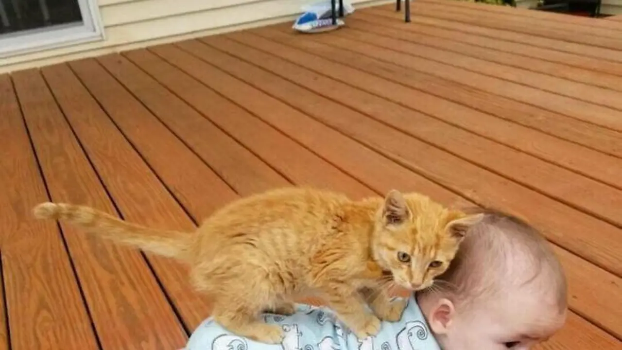 10 Tingkah Unik Kucing yang Bikin Nggak Habis Pikir