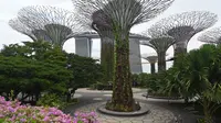 Seorang wanita mengunjungi Marina Bay di Singapura pada 6 Maret 2020. Tempat-tempat wisata utama di Singapura sepi dari turis di tengah epidemi virus corona COVID-19. (Xinhua/Then Chih Wey)