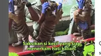 Punya Penghuni Baru 3 Bayi Harimau, Solo Safari Gelar Sesi Menyusui dan Edukasi di Libur Lebaran.&nbsp; foto: (dok.Instagram @solosafari.id/https://www.instagram.com/p/DH6DUSEzbjf/Henry)