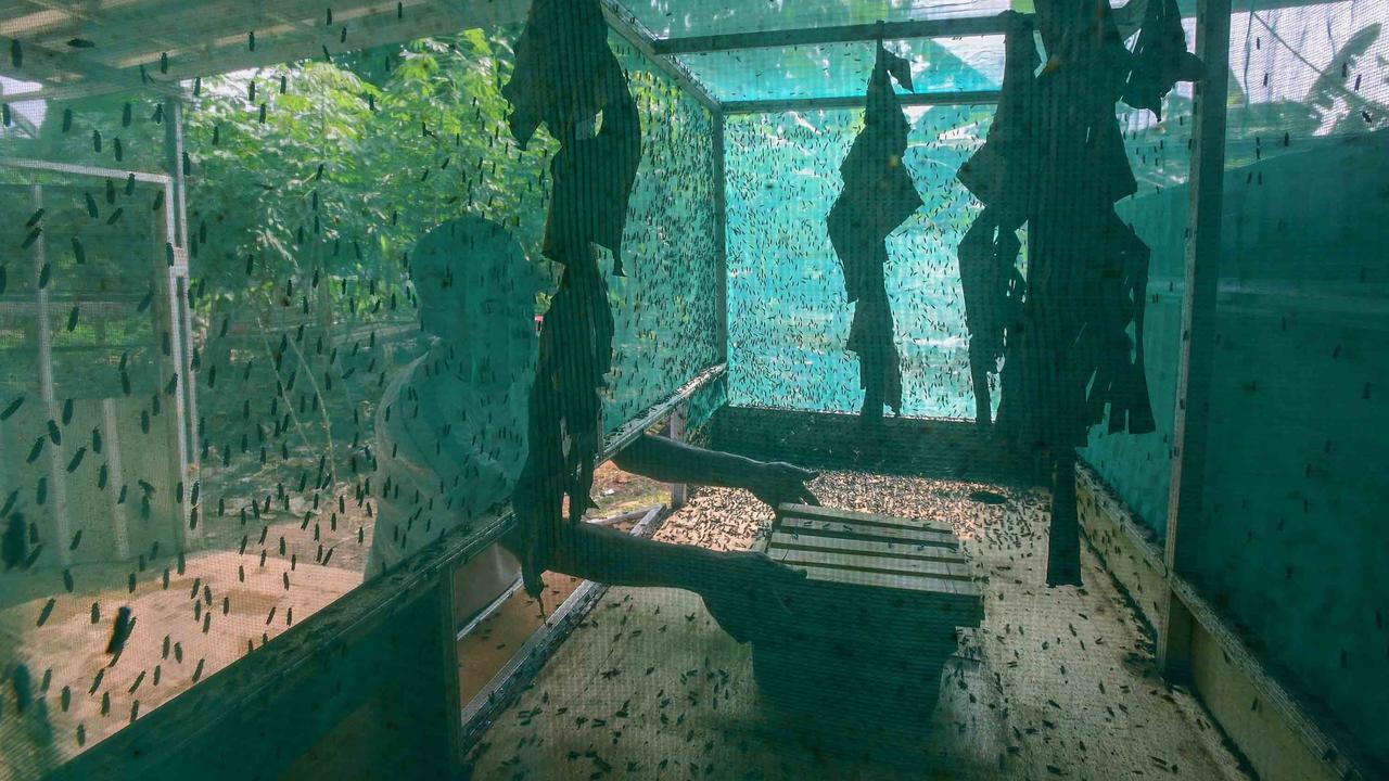 FOTO: Budidaya Maggot Bantu Warga Terdampak PHK di Depok