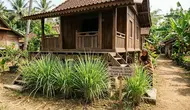 8 Tanaman yang Membuat Rayap Enggan Mendekat ke Rumah Berbahan Kayu