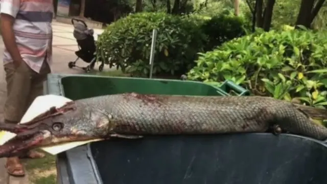 Ngeri, Bocah Digigit Mahluk Mengerikan Saat Memberi Makan Ikan