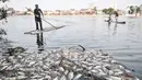 Warga menggunakan rakit saat mengumpulkan bangkai ikan Mujair di Situ Rawa Besar, Lio, Depok, Jawa Barat, Kamis (20/8/2020). Sejak dua hari terakhir ribuan ekor ikan Mujair mati dan memenuhi Situ Rawa Besar yang menurut warga setempat disebabkan oleh faktor cuaca. (merdeka.com/Iqbal S. Nugroho)