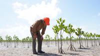 Kepala BRGM, Hartono tengah memonitor kegiatan penanaman Mangrove. (Dok. BGRM)