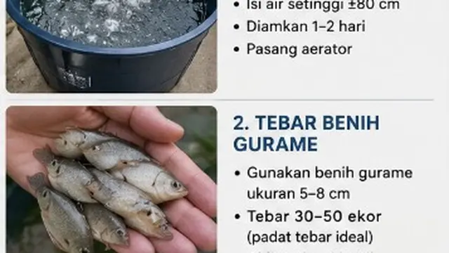 Cara Ternak Gurame di Toren Air Kapasitas 1000 Liter (AI)