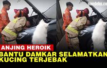 VIDEO: Gonggongan Olaf Si Anjing Pintar Bantu Damkar Selamatkan Kucing di Kap Mobil
