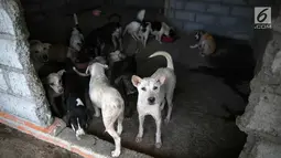 Sejumlah anjing berada di Posko Bali Rumah Singgah Satwa, Padangbai, Bali, Senin (4/12). Posko tersebut menampung ratusan anjing yang ditinggal mengungsi oleh pemiliknya karena erupsi Gunung Agung. (Liputan6.com/Immanuel Antonius)