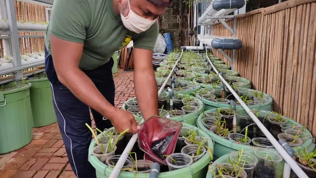Buah Kesuksesan Urban Farming Hingga Ekonomi Kerakyatan Warga Sumsel
