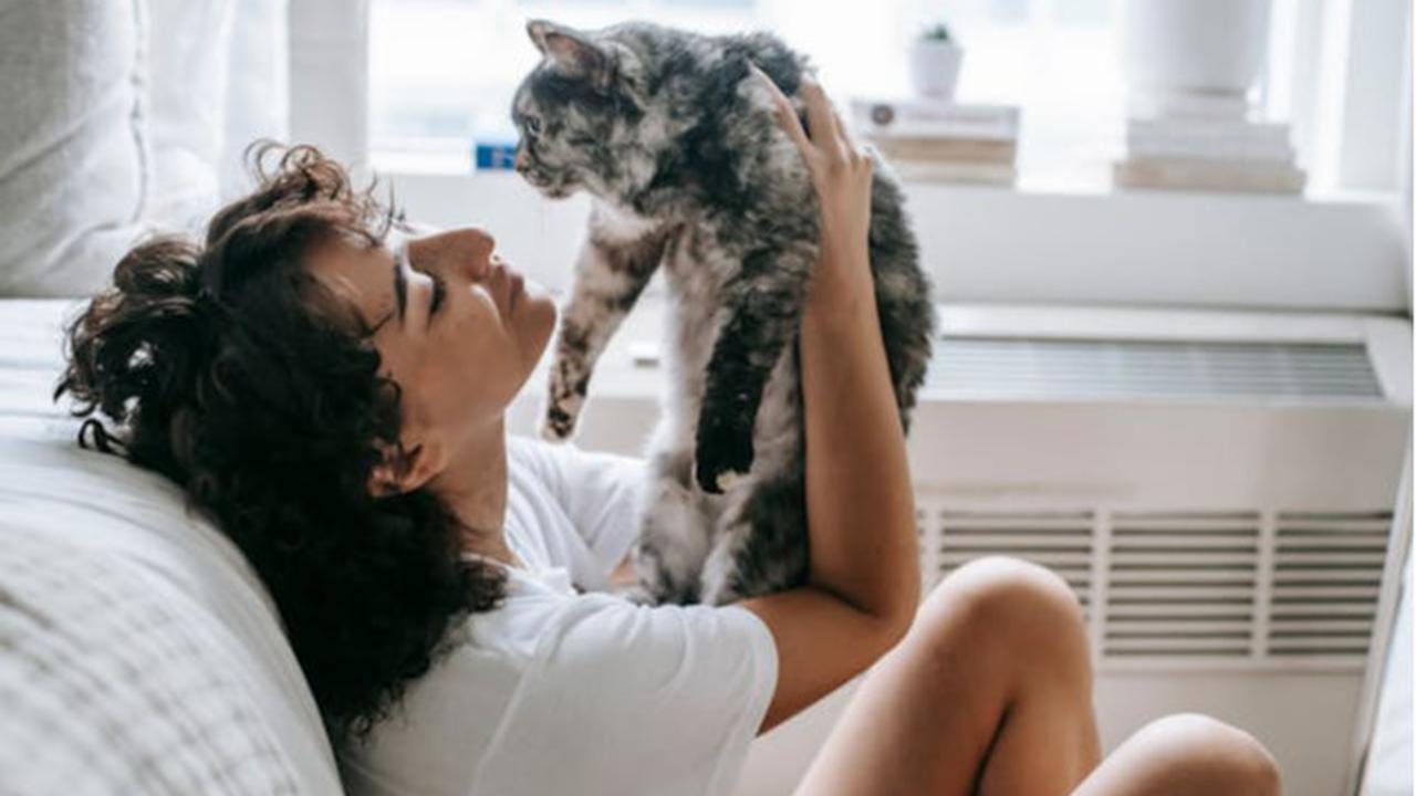 Tips Membuat Kucing Tetap Nyaman di Rumah Sendirian ketika Ditinggal Liburan