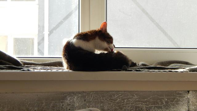 Ilustrasi hewan peliharaan, kucing