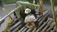Panda ini awalnya bingung saat petugas kebun binatang memberinya selimut.