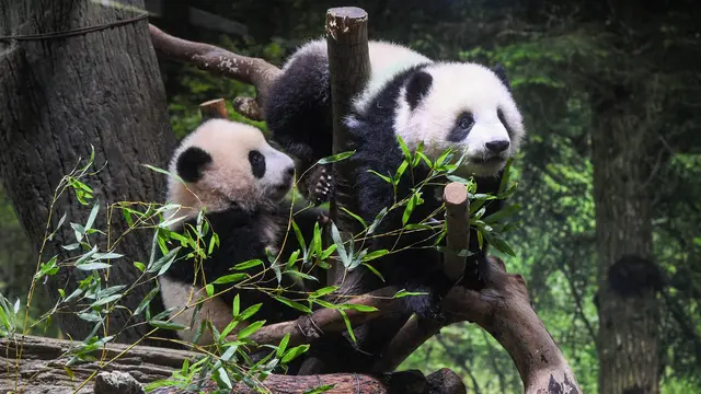 Panda kembar lahir di kebun binatang Tokyo membuat debut publik