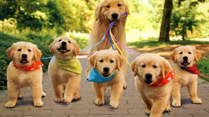 [Bintang] Begini Gaya Anjing yang Sedang Menikmati Hidup