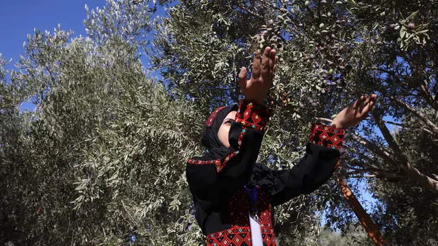 Musim Panen Buah Zaitun di Palestina