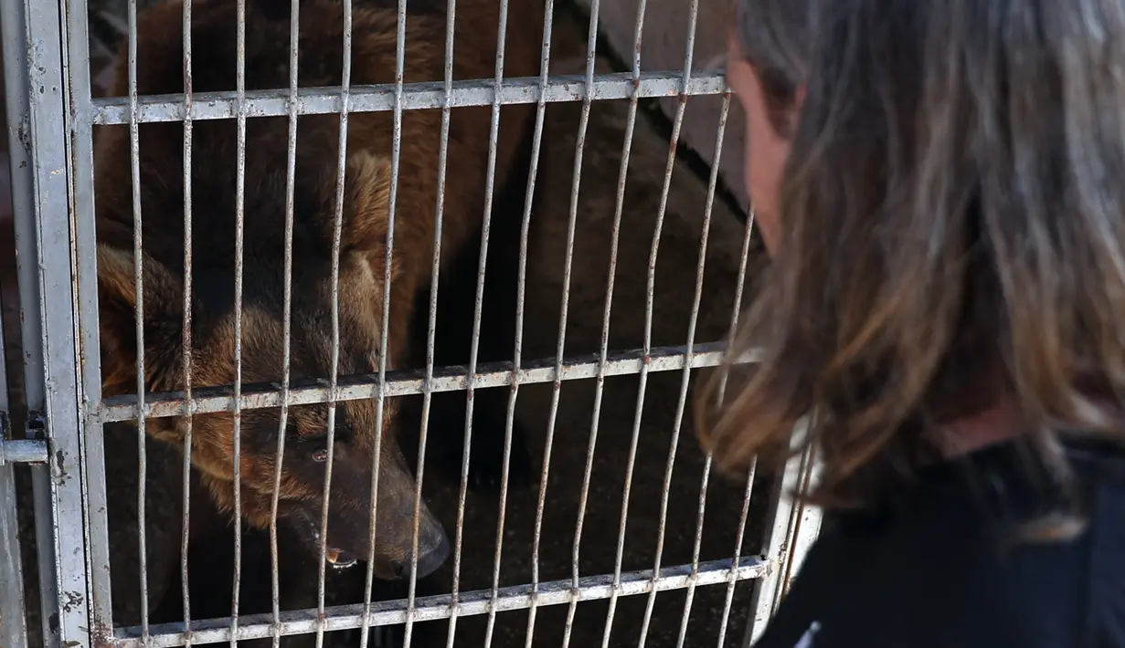 Jason Mier, direktur Animals Lebanon, melihat beruang cokelat Suriah di dalam kandang di kebun binatang, di Tyre, Lebanon, Minggu (18/7/2021). Dua beruang yang diselamatkan dari kebun binatang pribadi itu akan dipindahkan menuju Amerika Serikat untuk dilepaskan ke alam liar (AP Photo/Bilal Husein)