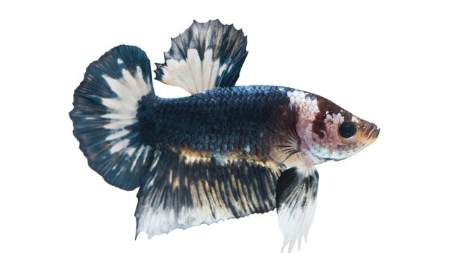47 Gambar Ikan Cupang Jenis Jayen HD Terbaik