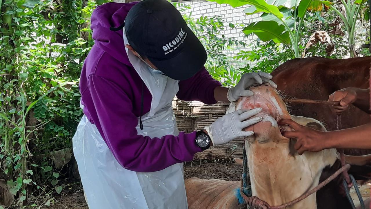 Ahli IPB: PMK Bisa Dikendalikan dan Tidak Berbahaya Bagi Manusia