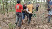 Kepala Desa (Kades) Braja Asri, Kecamatan Way Jepara, Kabupaten Lampung Timur, atas nama Darusman, tewas diserang gajah liar saat ikut menghalau kawanan satwa yang hendak masuk ke permukiman dan perkebunan warga. (Foto: Istimewa)