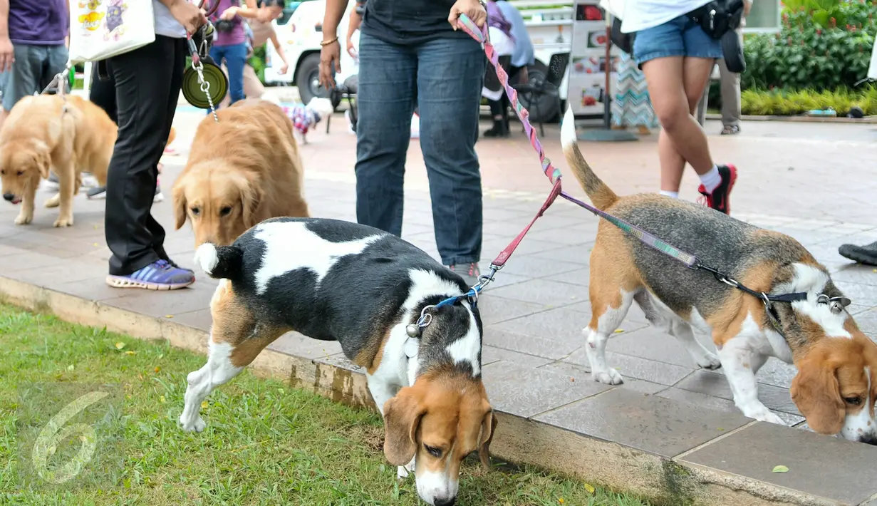 Sejumlah Anjing yang ikut meramaikan Balaikota, Jakarta, (7/2). Microchip sendiri nantinya akan didistribusikan ke klinik-klinik dokter hewan dengan biaya berkisar antara Rp100.000 - Rp150.000. (Liputan6.com/Yoppy Renato)