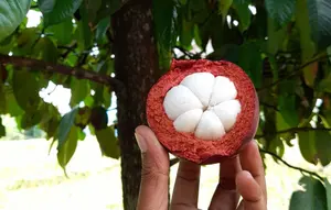 7 Pohon Buah yang Tahan Terhadap Kutu Putih, Tetap Subur Tanpa Obat Kimia