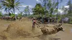 Aksi seorang Joki saat mengendarai Jawi, Pacu Jawi merupakan olahraga tradisional untuk merayakan hasil panen dan juga menarik wisatawan di Tanah Datar, Sumatera Barat, Sabtu (13/8/2016). (Bola.com/Nicklas Hanoatubun)