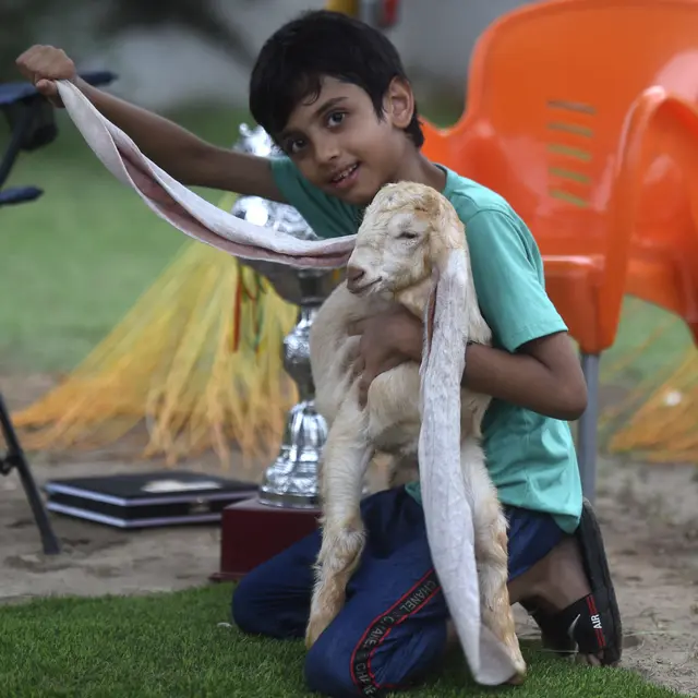 Simba Si Kambing Punya Telinga Panjang
