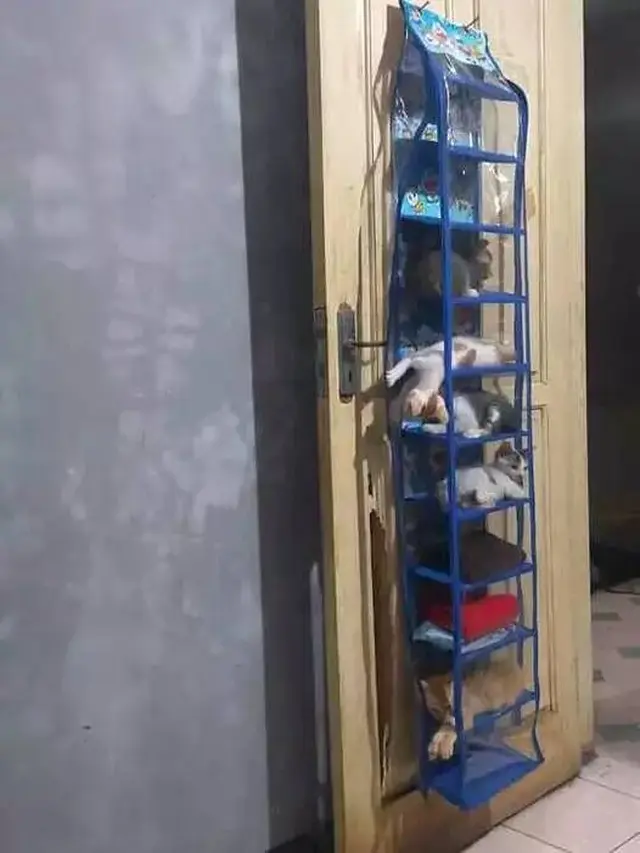 12 Potret Nyeleneh Kucing Tidur di Sembarang Tempat Ini Bikin Gemas