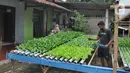 Warga melakukan panen sayuran pakcoy dengan sistem hidroponik di halaman rumahnya di Bojongsari, Depok, Jawa Barat, Senin (7/3/2022). Panen sayuran pakcoy dengan sistem hidroponik dapat menghasilkan pendapatan rata-rata 2 juta hingga Rp 2,5 juta/bulan. (merdeka.com/Arie Basuki)