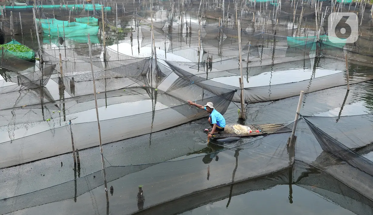 Petani menjala ikan mujair untuk dijual diantara keramba ikan hias di Situ Telaga Biru, Ciseeng, Bogor, Selasa (15/09/2020). Sebelum pandemi COVID-19, petani ikan hias mampu mendapatkan penghasilan Rp 5 juta - Rp 7 juta dan kini hanya Rp 500 ribu - Rp 700 ribu per bulan. (merdeka.com/Arie Basuki)