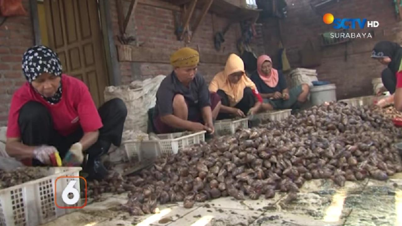 Pabrik pengolahan bekicot di Kediri