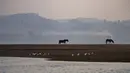 Angsa berkepala bar, yang bermigrasi di musim dingin dari Asia Tengah dan Tibet, terlihat di samping kuda di lahan basah Bendungan Pong di Nagrota Suriyan, sekitar 65 kilometer (40 mil) selatan Dharmsala, India, Selasa (15/2/2022). (AP Photo/Ashwini Bhatia)