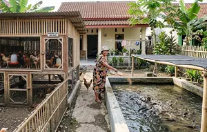 9 Desain Kandang Ayam dan Kolam Lele dalam Satu Lahan untuk Rumah Kecil