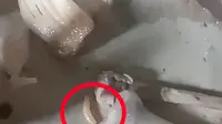 Heboh Menu MBG di Sukabumi Ada Belatung, SPPG Bantah dan Pastikan Memasak di Suhu Maksimal