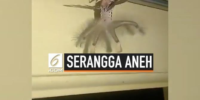 VIDEO: Serangga 'Aneh' Muncul di Rumah Warga