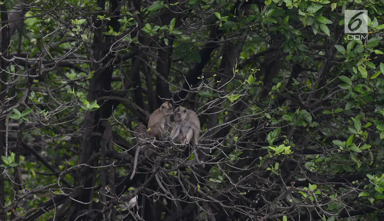 Tiga monyet ekor panjang (Macca Fascicularis) liar mencari makan kantong plastik yang banyak ditemukan di hutan Taman Marga Satwa Muara Angke, Jakarta,Sabtu (19/1). (Merdeka.com/Imam Buhori)