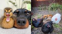 Potret Persahabatan Lintas Hewan Ini Menggemaskan, Bikin Senyum (Sumber: Instagram/loulouminidachshund, vet_lapaz)