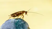 How to Kill Cockroaches: 10 Simple Tips to Clean Your House from the Insects