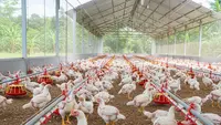 Strategi Ternak Ayam Broiler agar Bisa Panen 35 Hari, Tumbuh Optimal dan Efisien